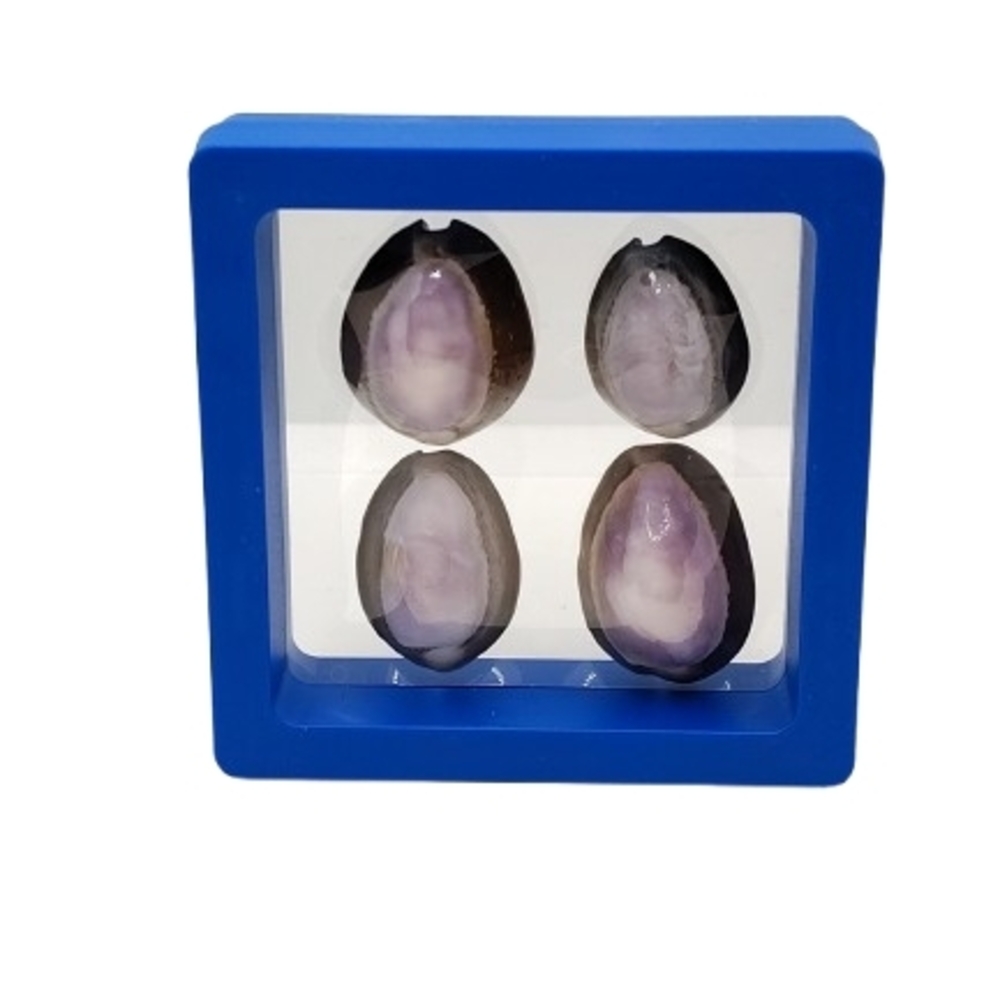 Blue Display Case with Purple Cowrie Shell